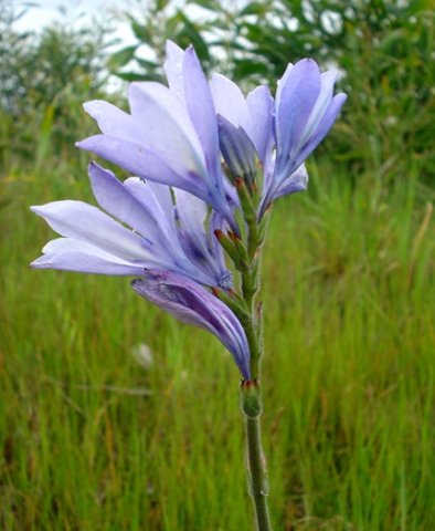 Babiana bainesii flowers in profile